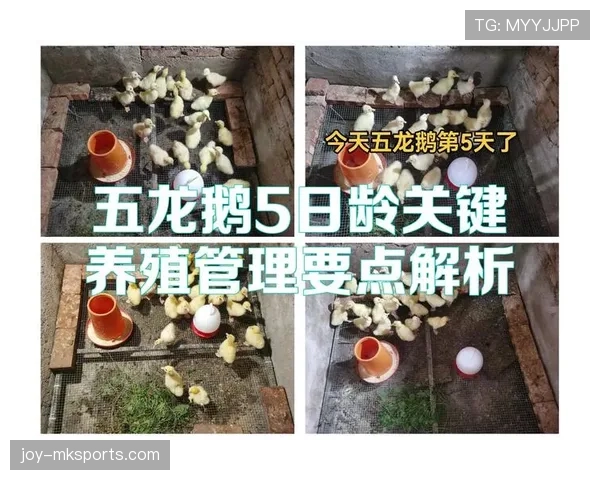 篮球规则解析：换人规则的基本流程与关键要点详解
